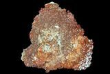 Ruby Red Vanadinite Crystals on Barite - Morocco #100713-2